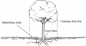 Tree roots extending outside the drip-line