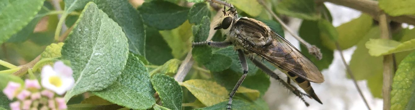 Beneficial Robber fly