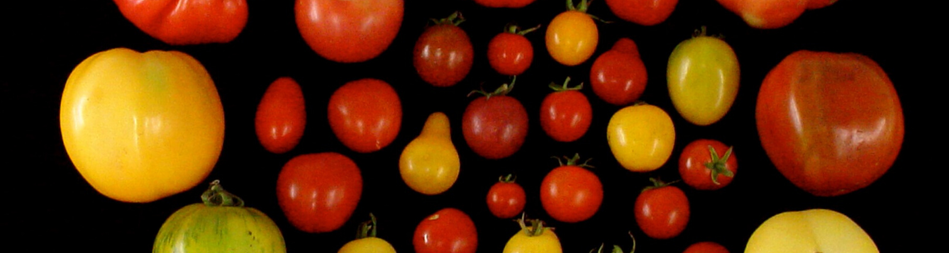 Heirloom tomato variations
