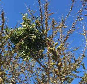 Green buttonwood herbicide damage