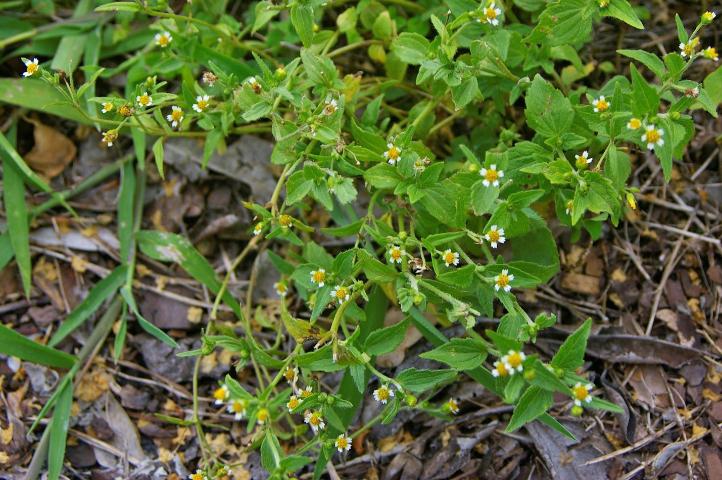 Weed Of The Week Galinsoga Galinsoga Quadriradiata Uf Ifas Mid