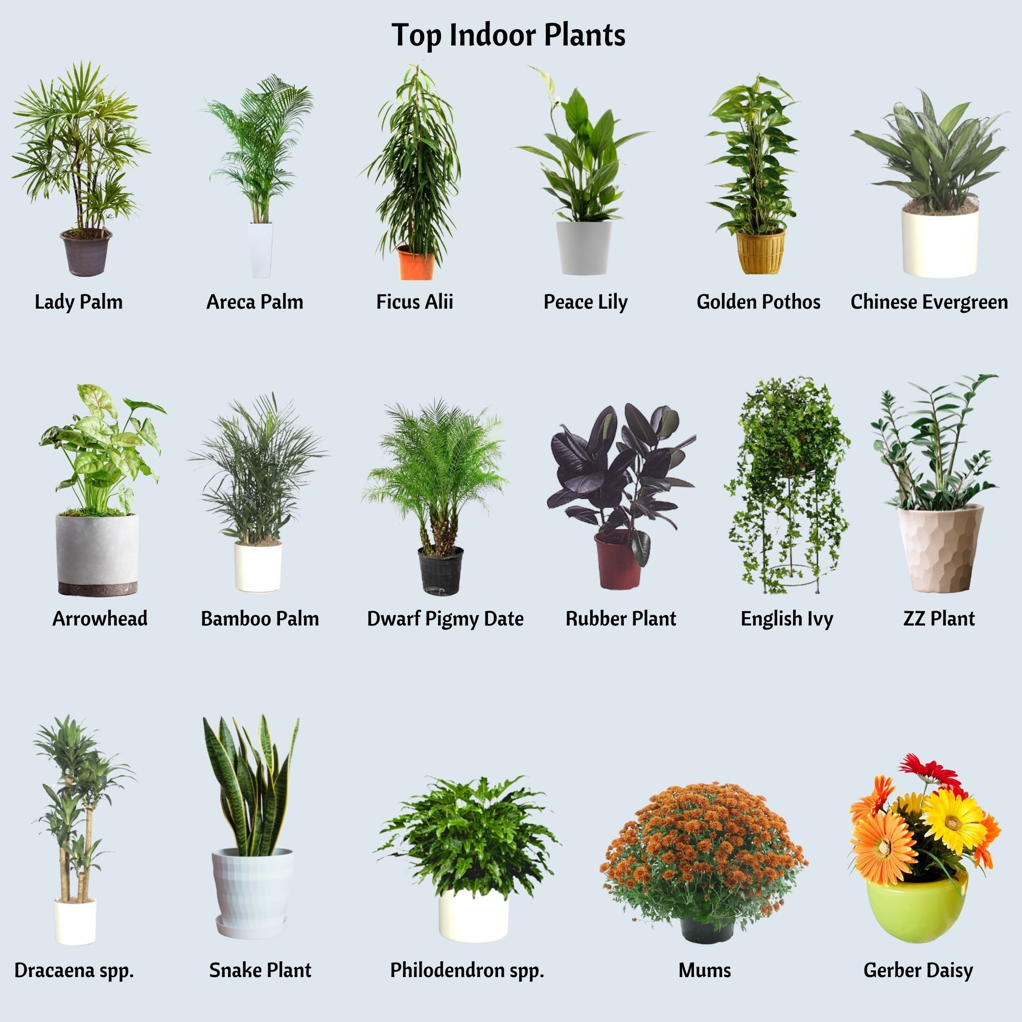 17 best indoor plants