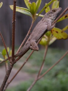 Brown_anole_FWC