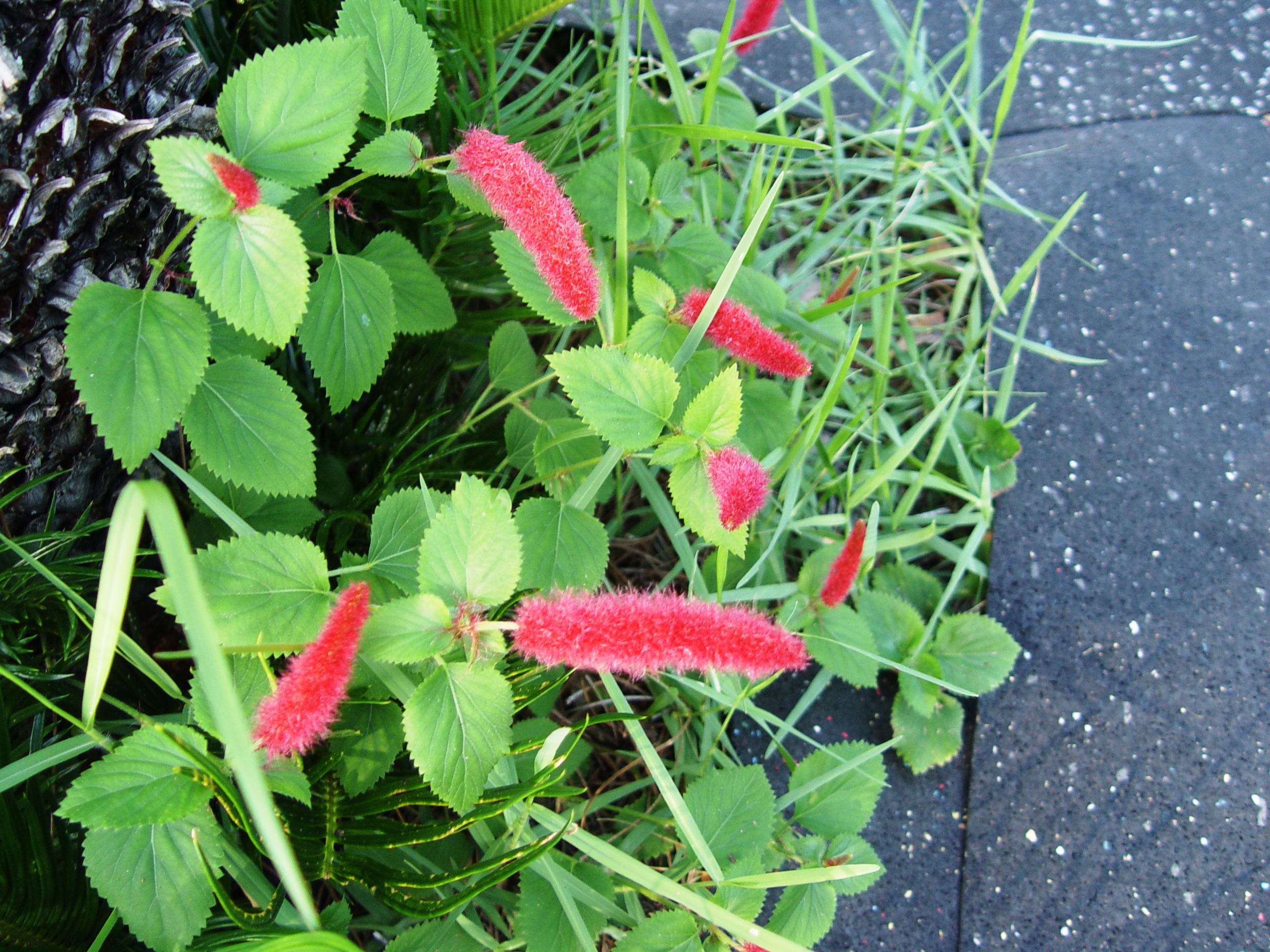 Q What Can You Tell Me About The Chenille Plant I Am Thinking About Putting It In My Yard Uf Ifas Extension Nassau County