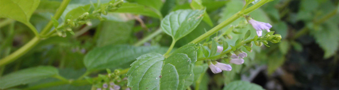 fact-sheet-blue-skullcap-uf-ifas-extension-nassau-county