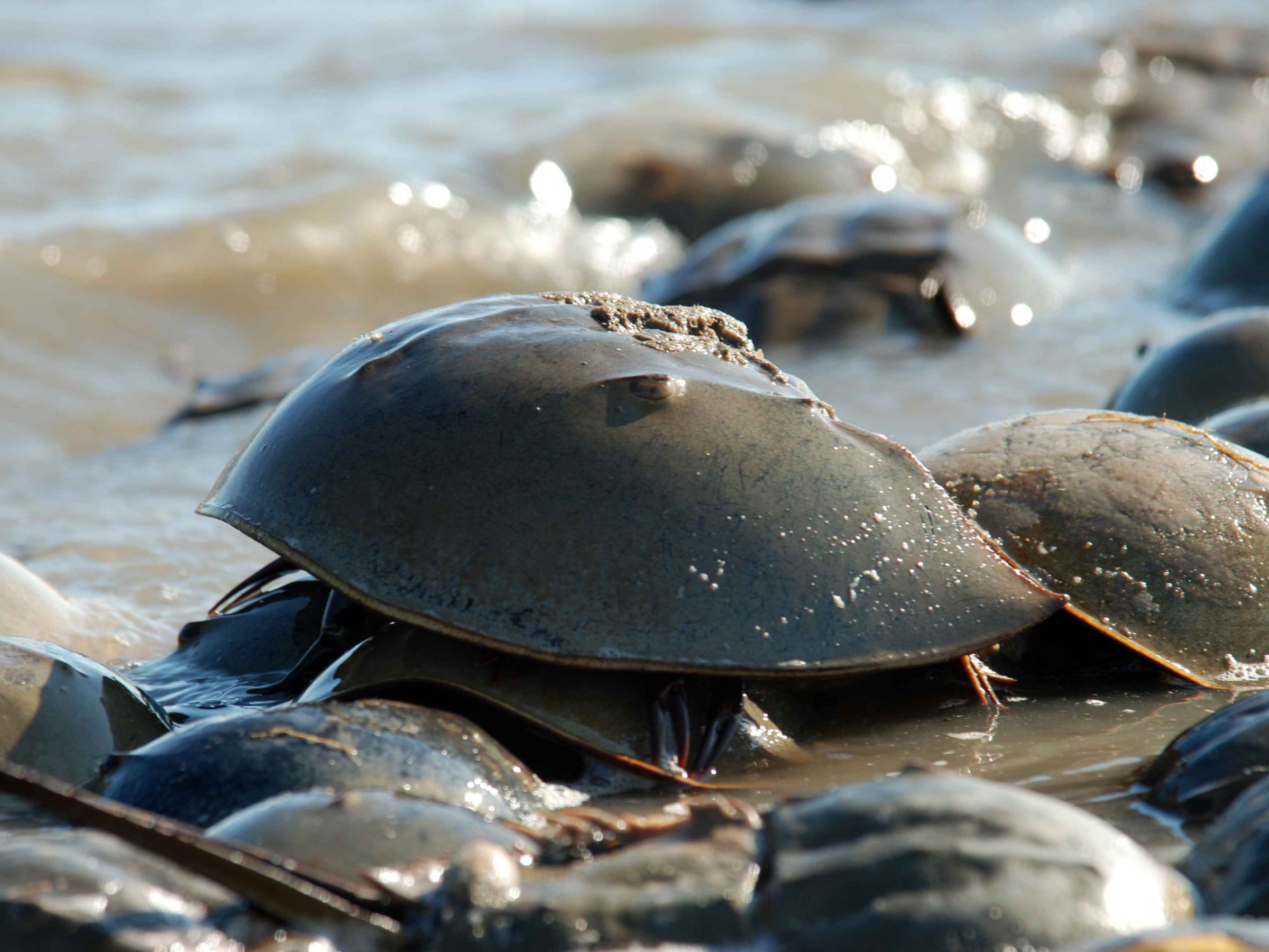 Why Are Horseshoe Crabs Blood Important