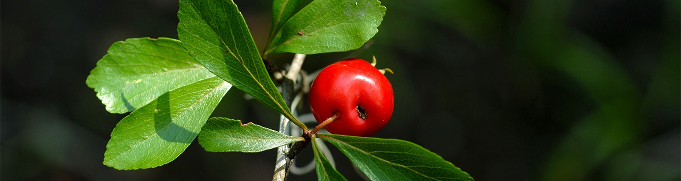 Fact sheet: Mayhaw - UF/IFAS Extension Nassau County