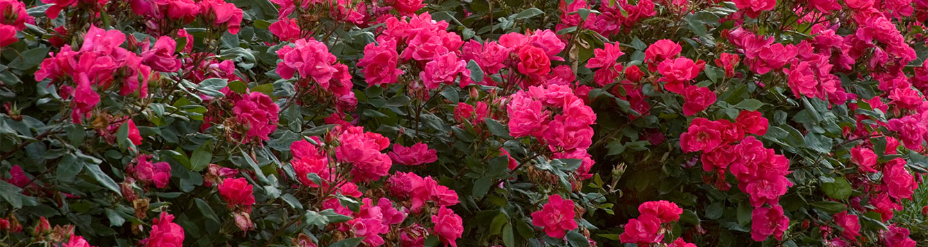 fact-sheet-knock-out-rose-radrazz-uf-ifas-extension-nassau-county