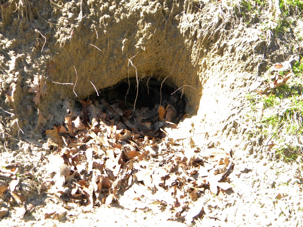 Identifying a Gopher Tortoise Burrow UF/IFAS Extension Nassau County