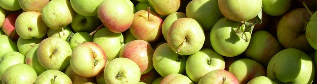 q-what-makes-an-apple-mealy-uf-ifas-extension-nassau-county