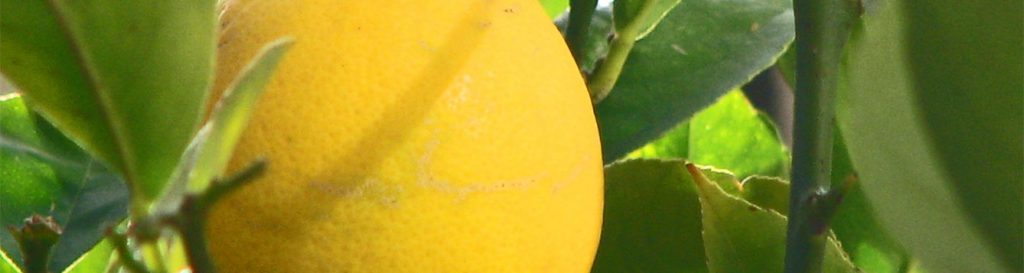 Q: I have Meyer lemon tree that needs to be moved because it now has a