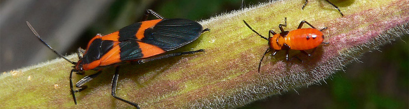 Q What It The Black And Red Insect On My Milkweed Plant Uf Ifas Extension Nassau County