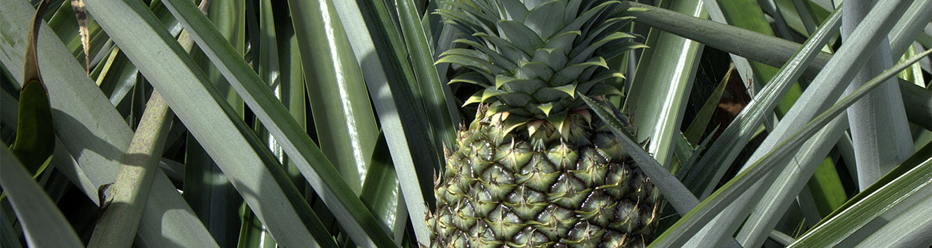 Fact Sheet: Pineapple - UF/IFAS Extension Nassau County