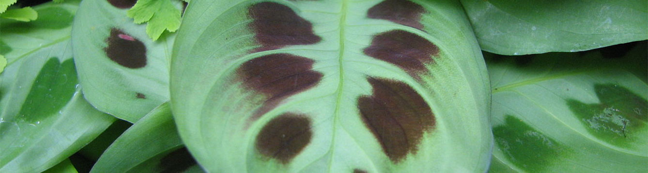 What Does A Prayer Plant Look Like - what does a prayer plant look like at night