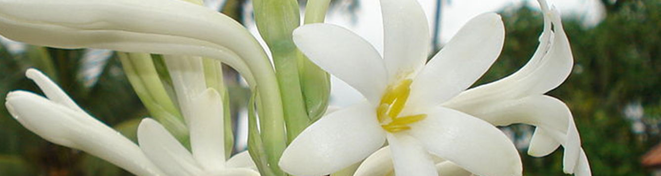 Fact Sheet Tuberose Uf Ifas Extension Nassau County