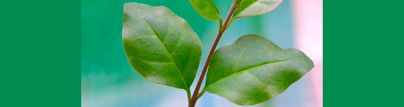 ligustrum leaf
