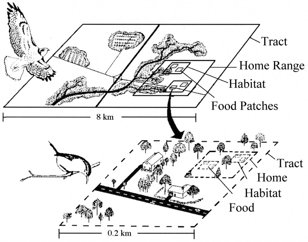 Hawk and Wren Habitat