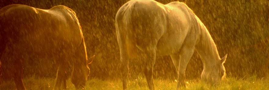 Horse-in-Rain