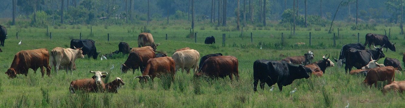 Beef cattle on a South-Central Florida ranch near Yeehaw Junction.