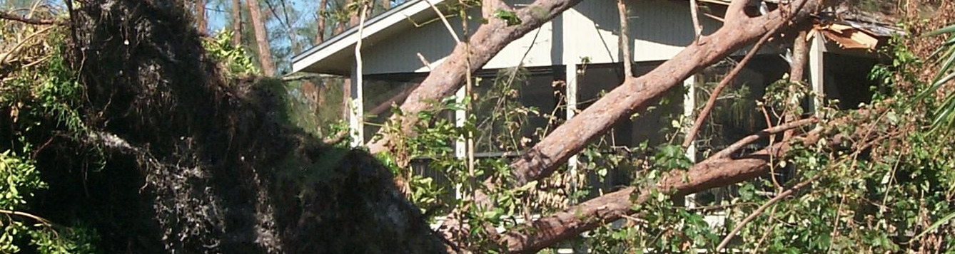 Fallen tree in home landscape