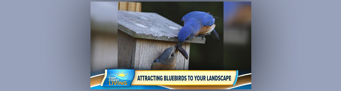 First Coast News Video about Bluebirds