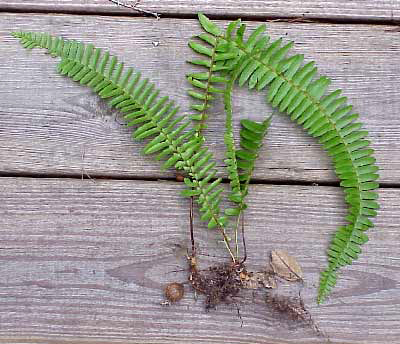 Image of tuberous sword fern with tubers in roots