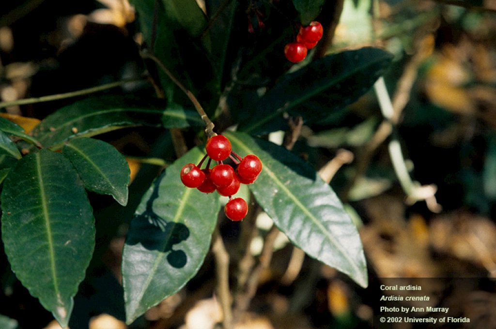 The berry of coral ardisia