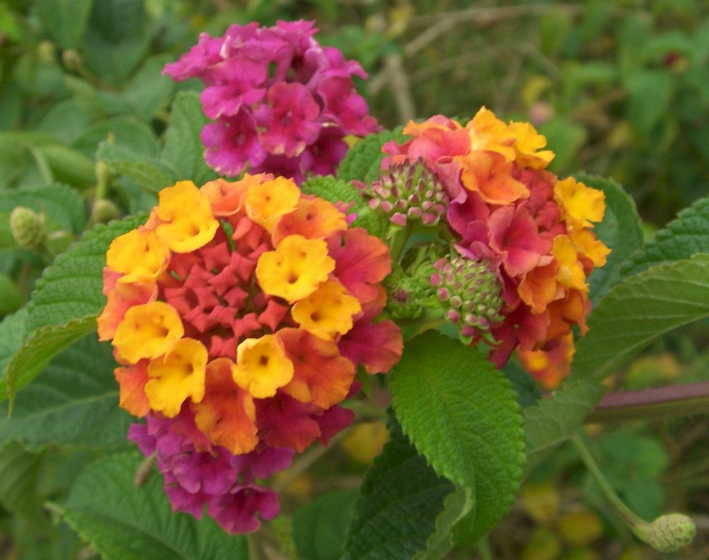 Flowering cluster of Lantana camara