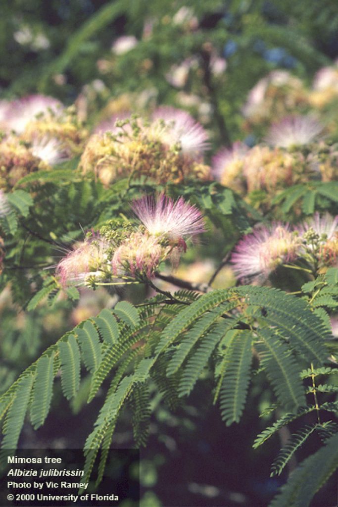 Mimosa Silk Tree flower and leaves