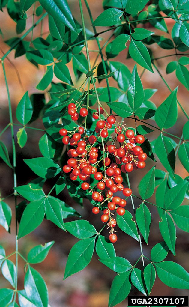 Image of nandina berries and leaves