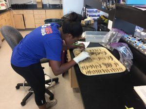 NCBS Intern Samantha Tiffany sorts specimens in the lab