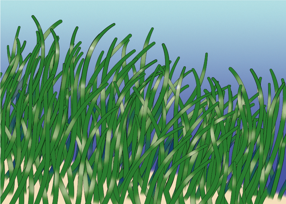 illustration of seagrass - Source: Florida Sea Grant