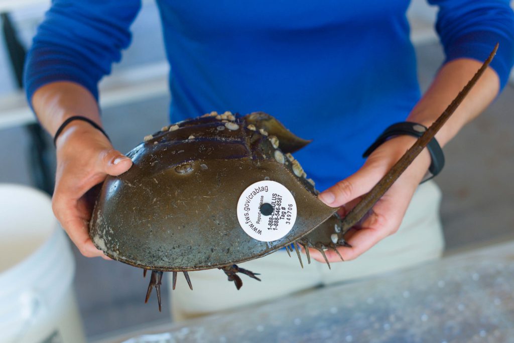 A tagged horseshoe crab ready for release.