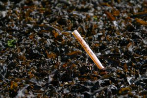 Plastic straw in seaweed. Photo credit: Stephen Dyrgas