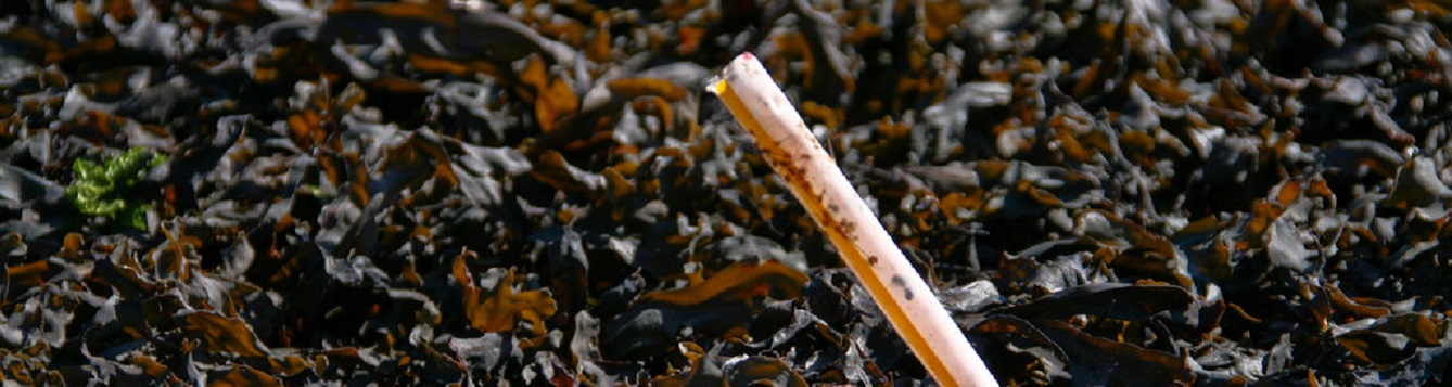 a straw floats in algae