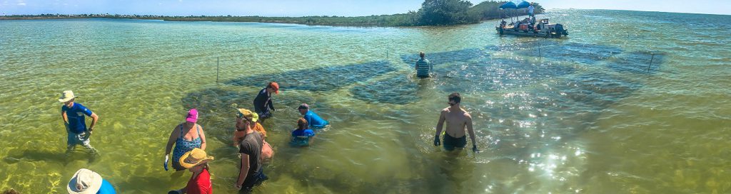 Volunteers build an oyster reef in Hernando County