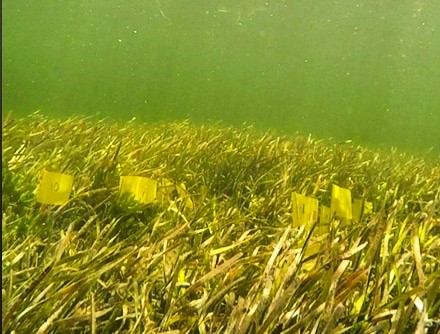 Yellow flags stick up out of turtle grass to mark an experiment.