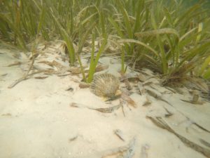 Scallop in Seagrass