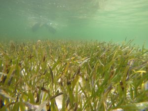 Underwater Seagrass