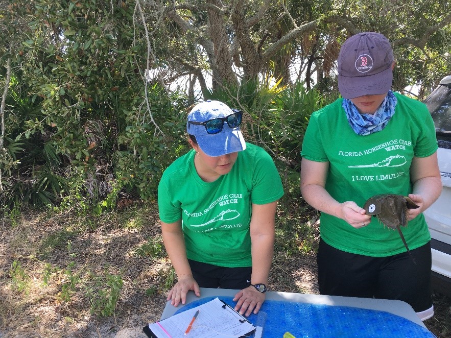 Volunteers taking measurements on horseshoe crabs