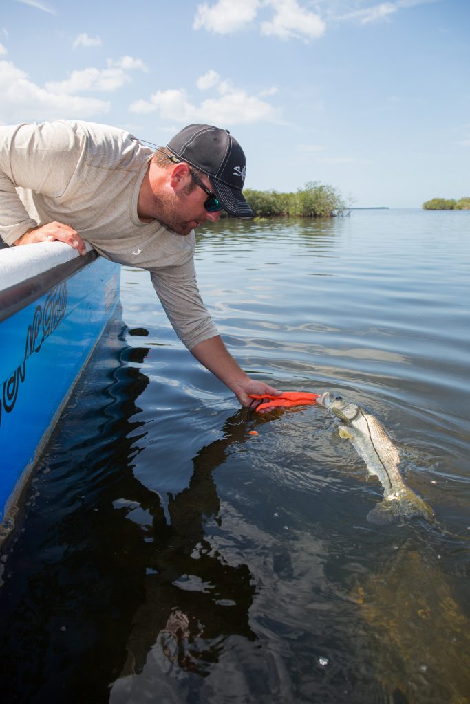 snook being released