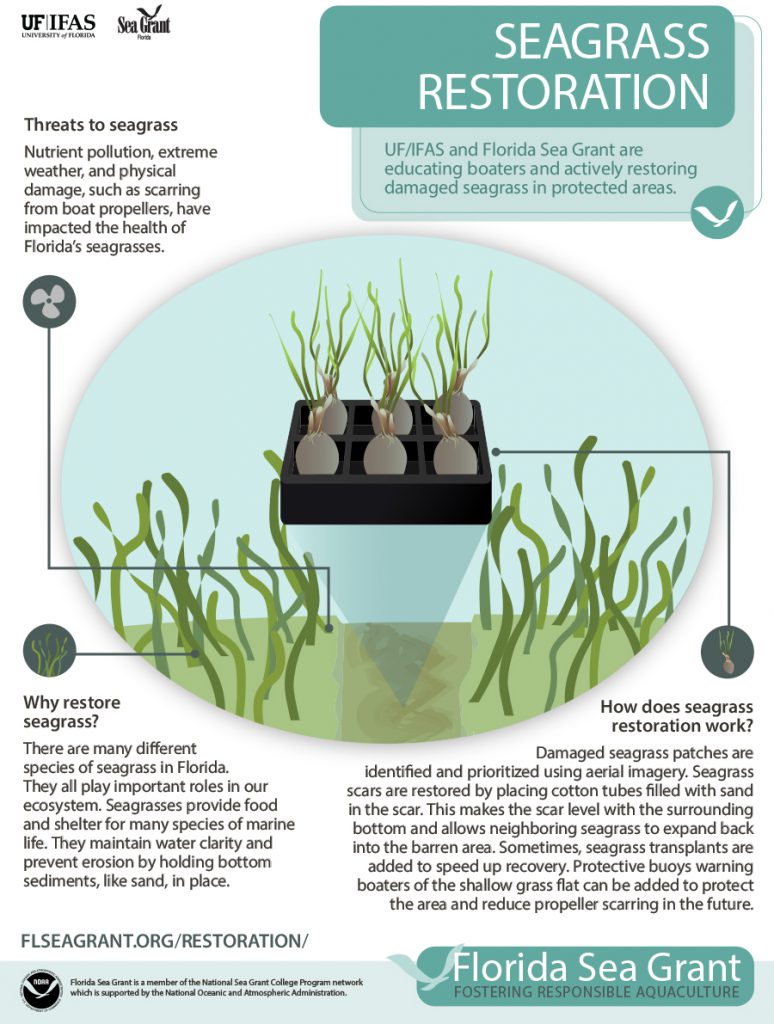 infographic that illustrates seagrass restoration