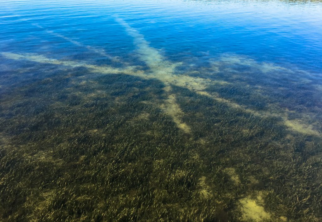 scarred seagrass