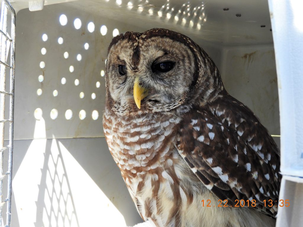 Owl on the way to a wildlife rehabber