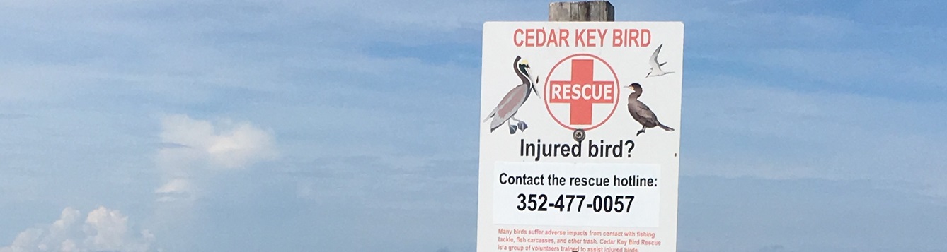 Cedar key bird rescue hotline