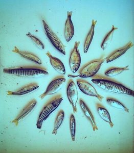 a mandala of fish collected from a living shoreline
