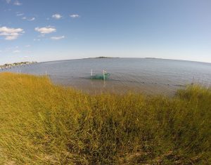 A fyke net captures organisms fleeing the marsh as the tide falls