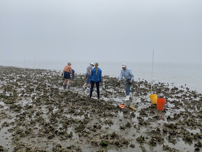Volunteers relocate oysters outside of restoration footprints