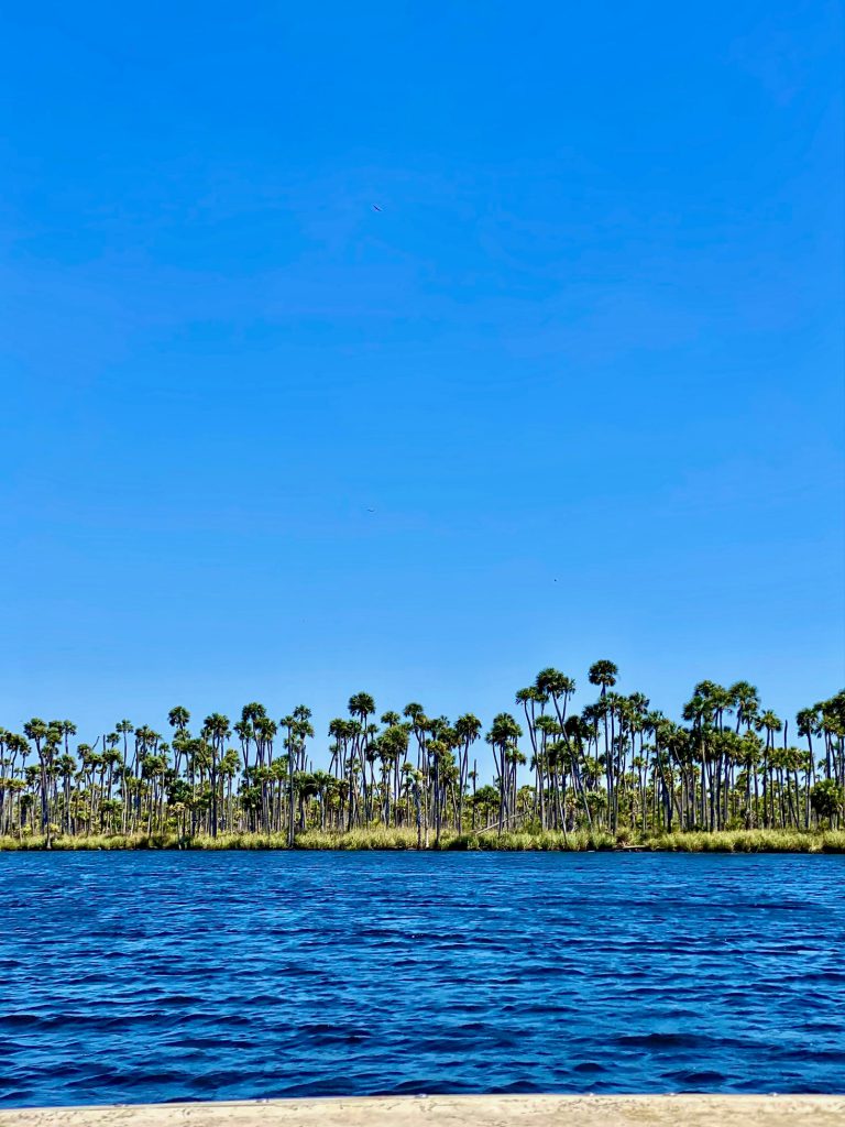 palm trees along a river