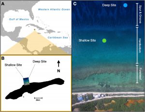 Figure 1. Locations of nurseries for staghorn coral Acropora cervicornis examined in this study. Nursery sites were in the (A) central Caribbean on (B) the north side of Little Cayman Island. (C) Arial imagery shows the specific locations of the shallow (6–8 m) nursery site located in hardbottom habitat and deep (15–18 m) nursery site located on sand in between spur and groove reef.
